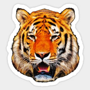 Tiger Tie Dye Sticker